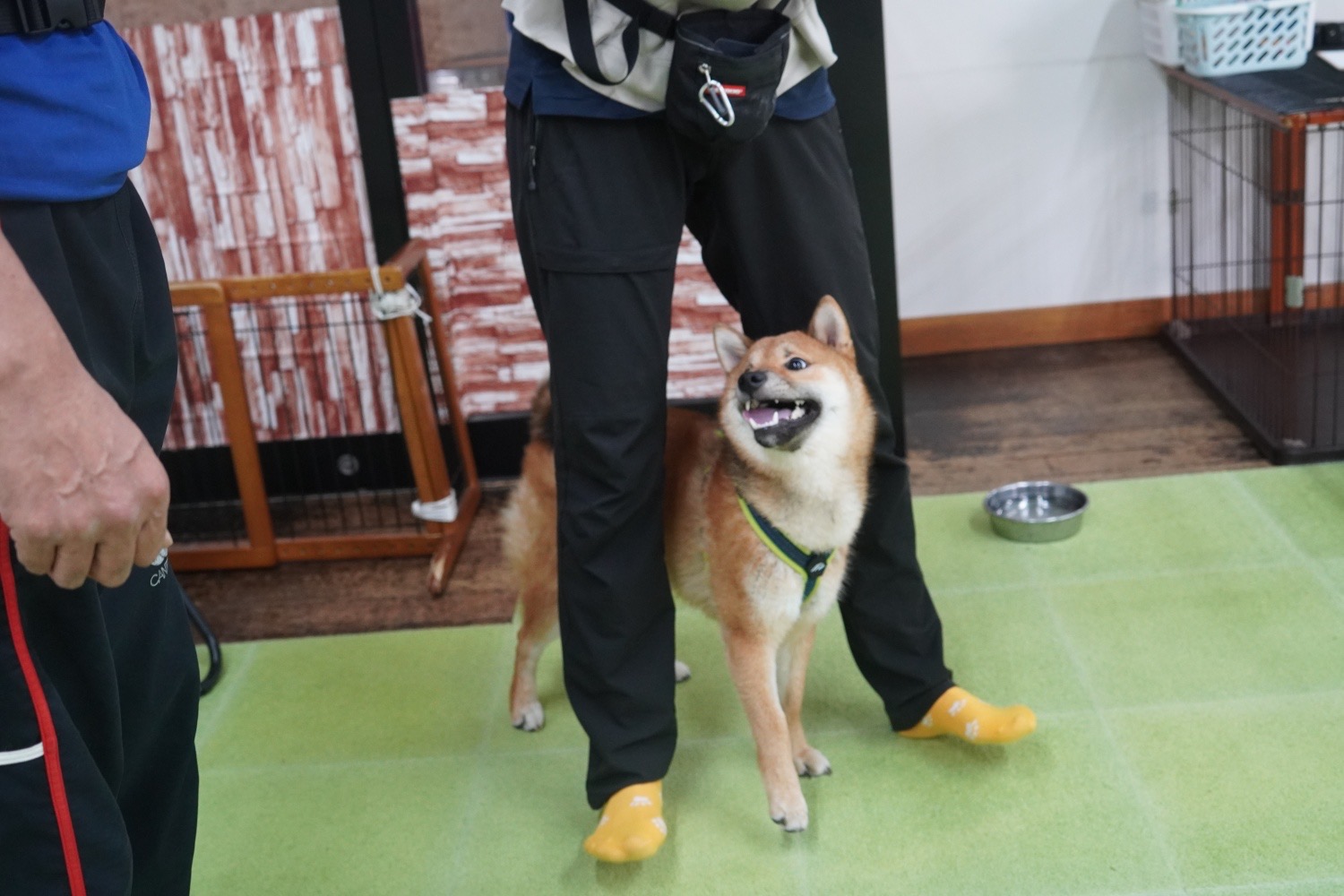 トレーニング中、ハーネスをつけてトレーナーの足元から見上げる柴犬