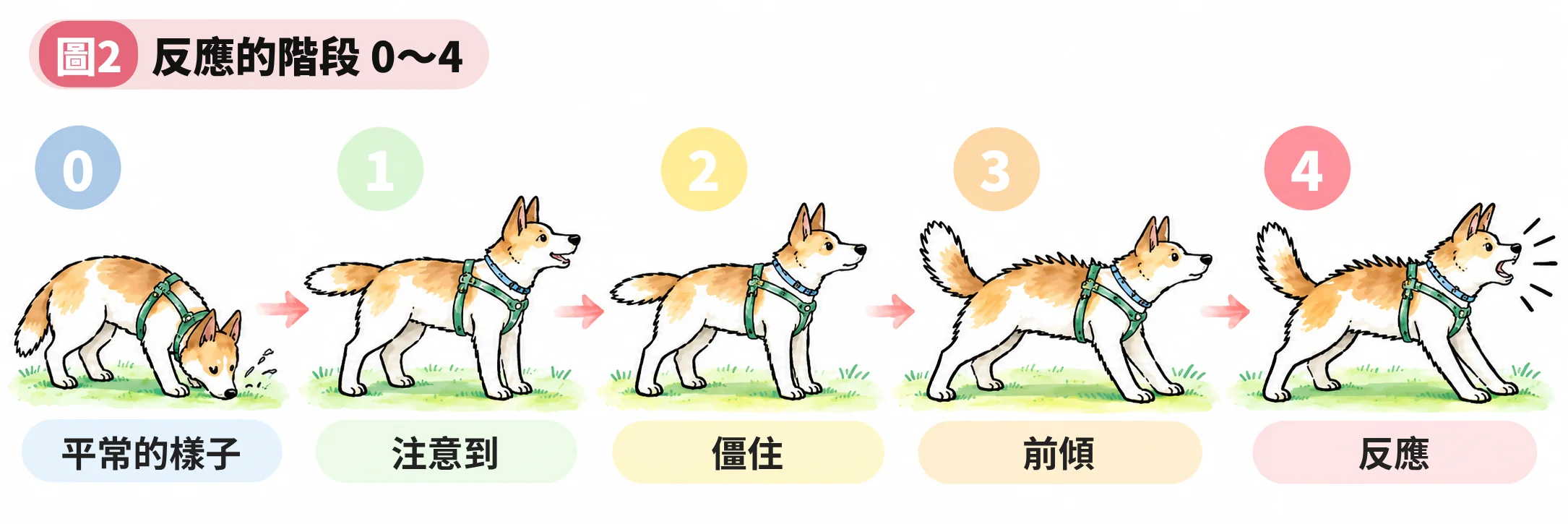 反應的階段0〜4